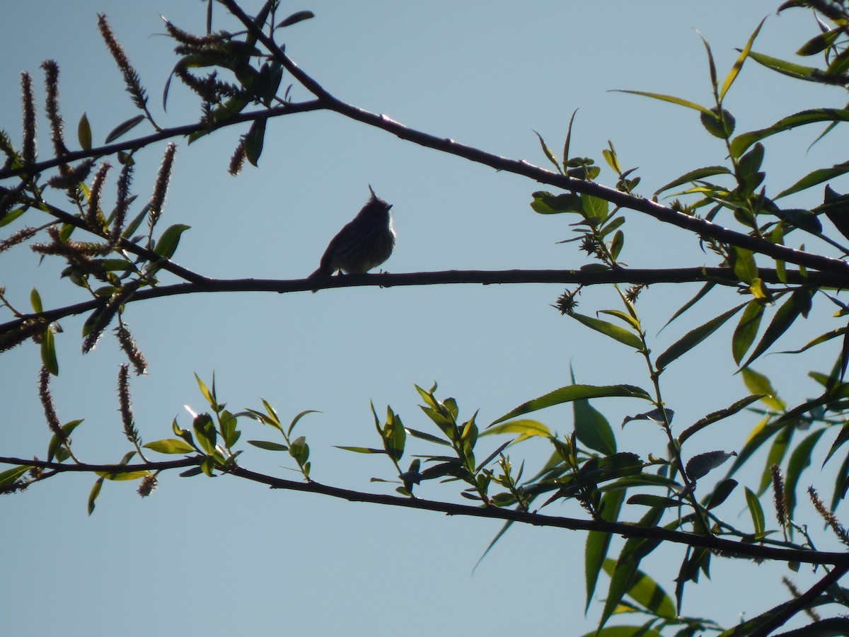 Tufted Tit-Tyrant - ML617219621