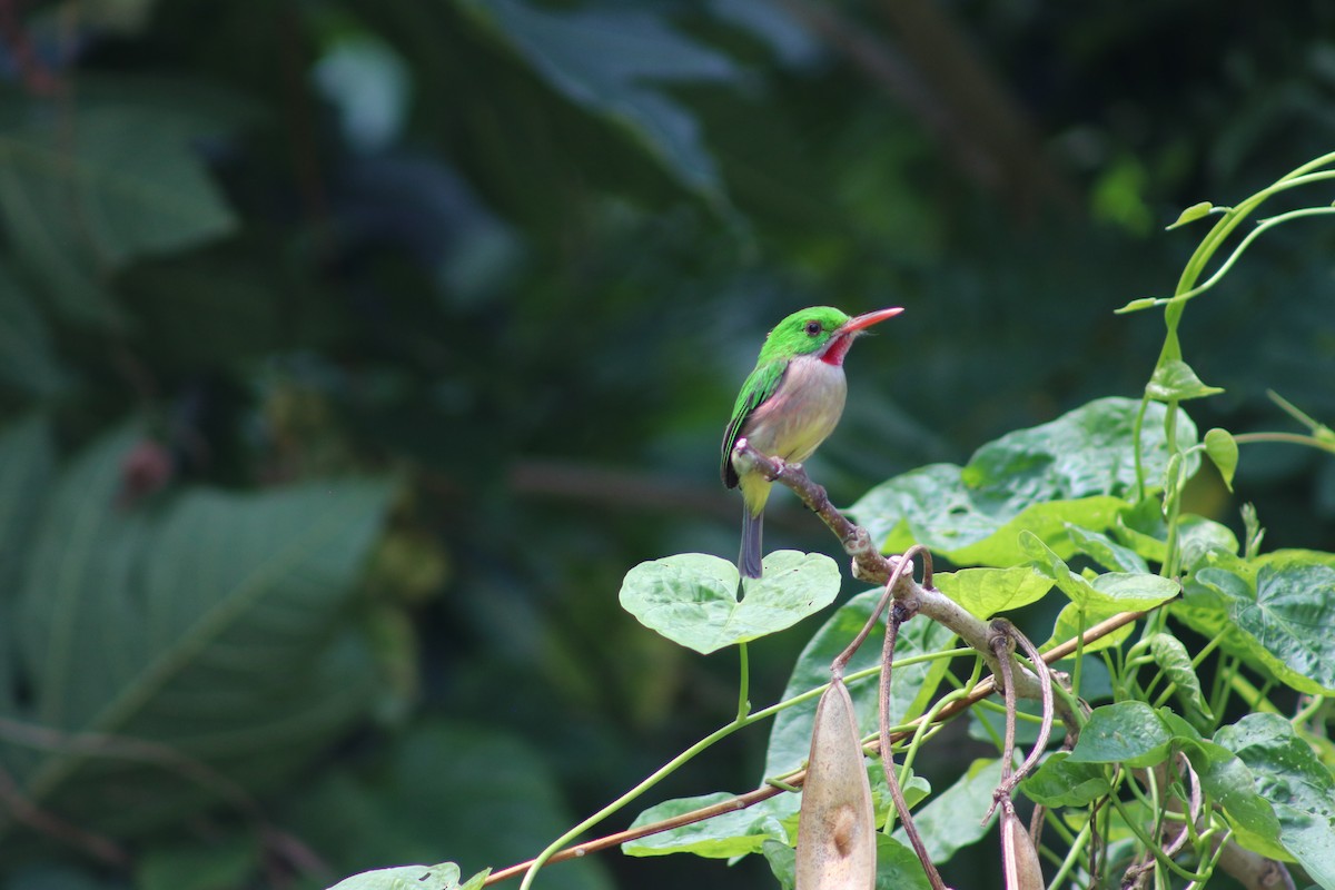 Broad-billed Tody - ML617219671