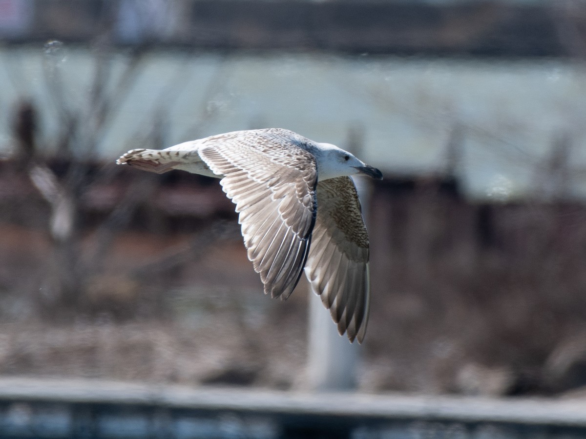 Great Black-backed Gull - ML617219681