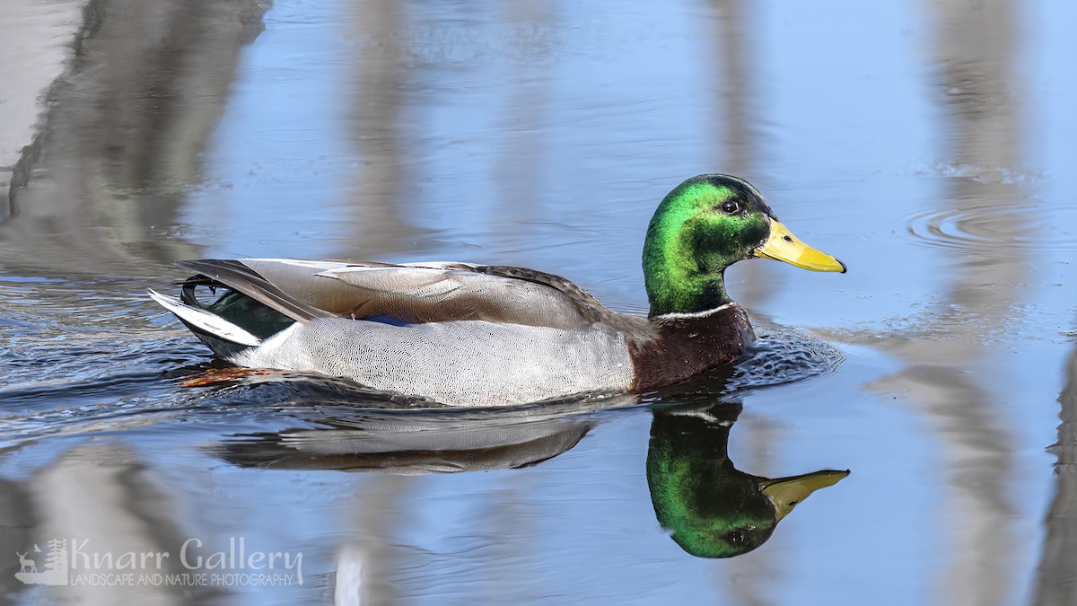 Mallard - Daryl Knarr