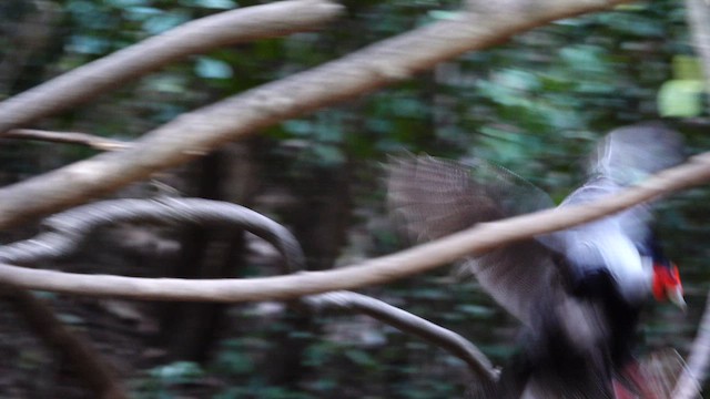 Калидж - ML617219697