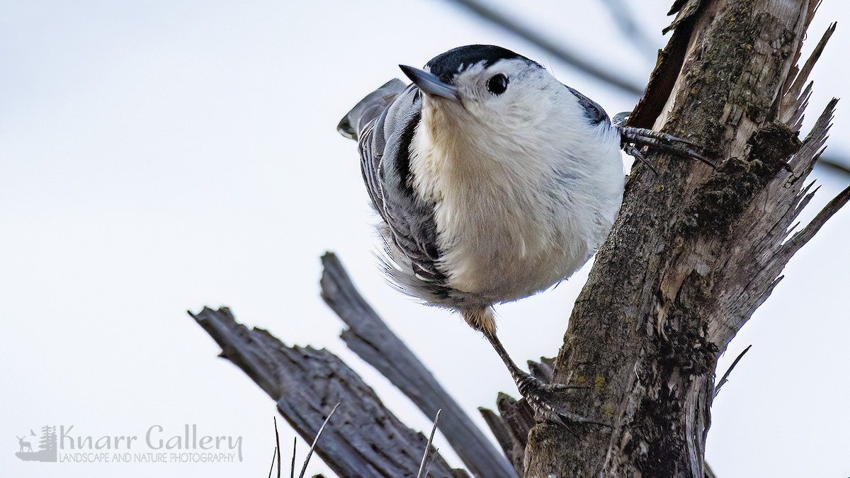 White-breasted Nuthatch - Daryl Knarr