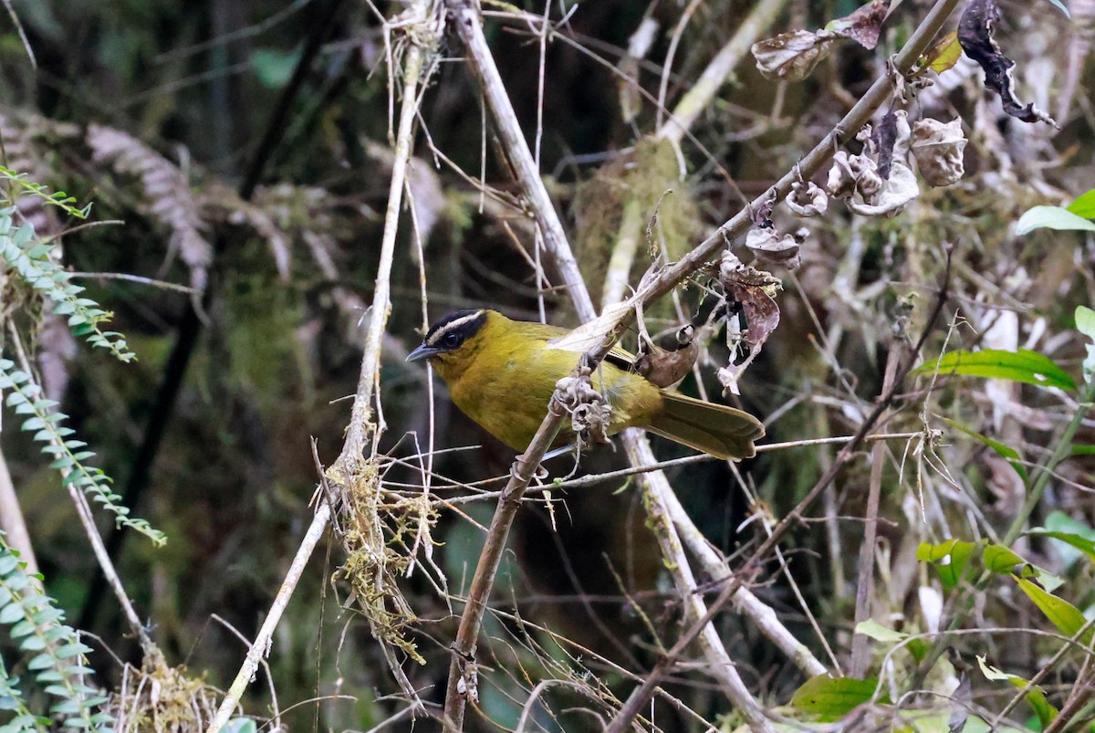 Black-capped Hemispingus - Michelle Martin