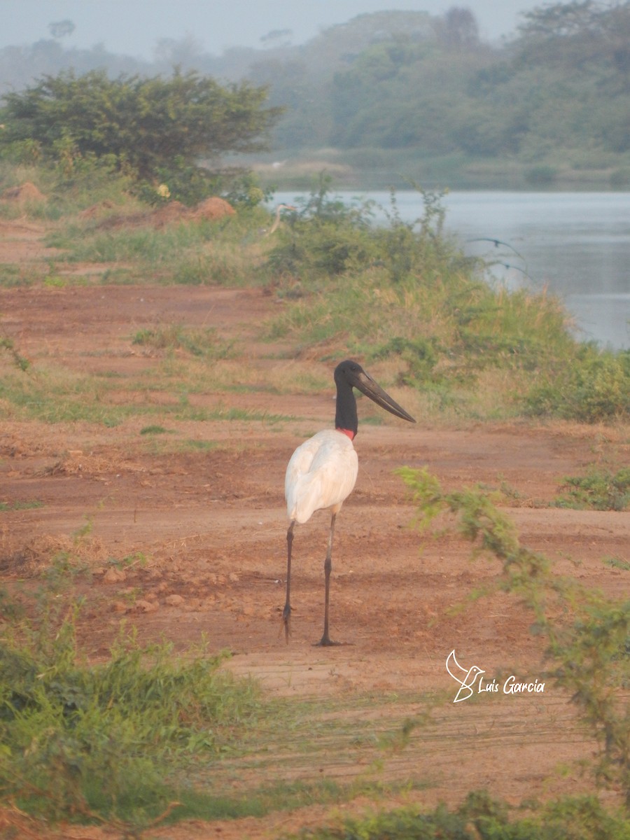 čáp jabiru - ML617219765