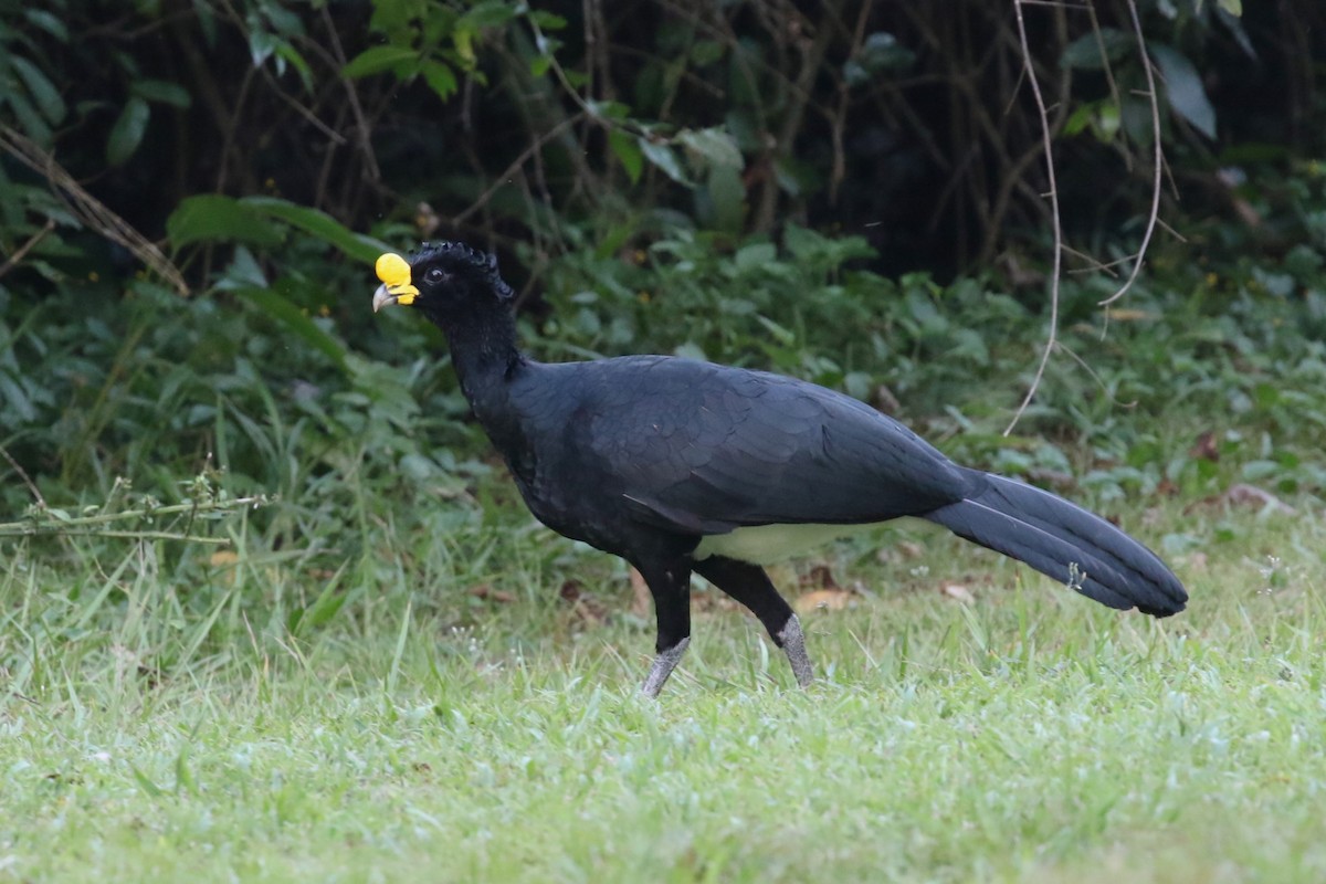 Great Curassow - ML617219774