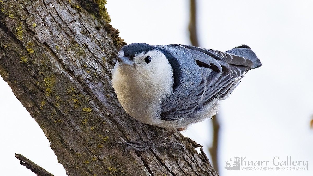 White-breasted Nuthatch - Daryl Knarr