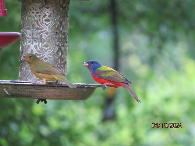 Painted Bunting - ML617219787