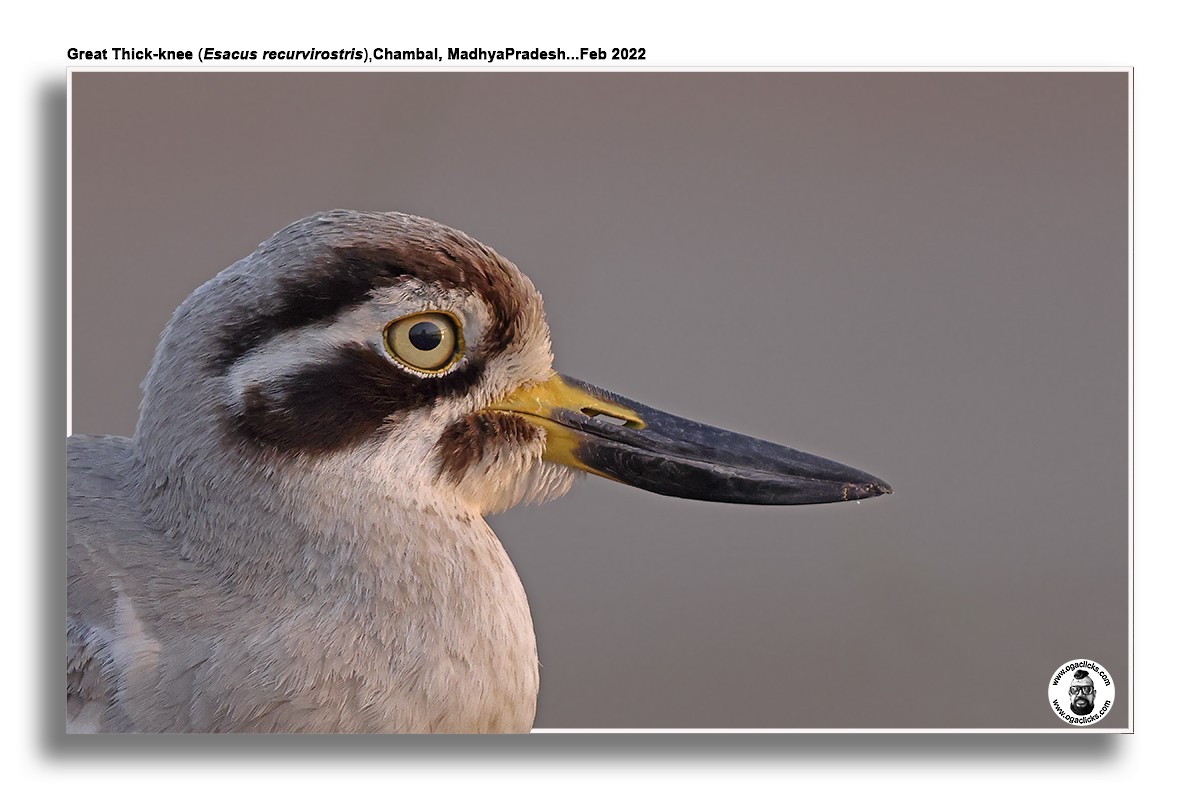 Great Thick-knee - ML617219794