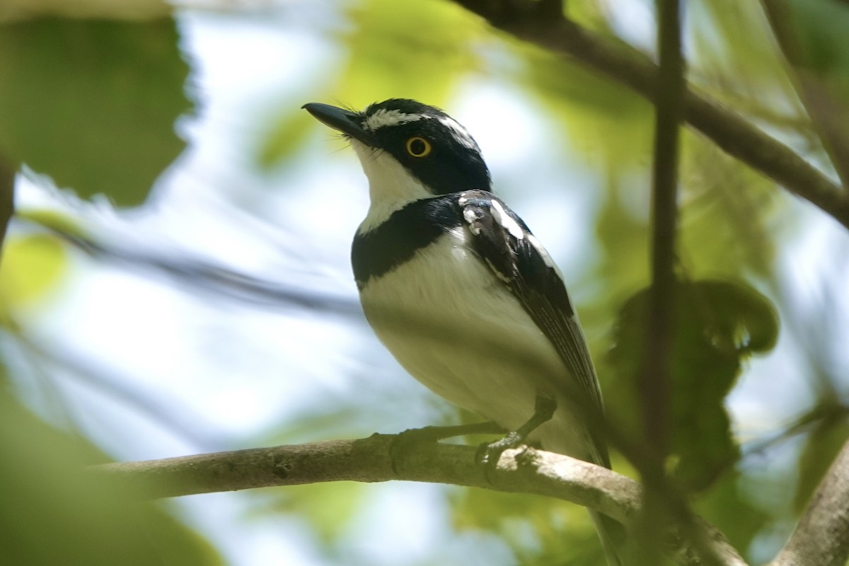 Eastern Black-headed Batis - ML617219827