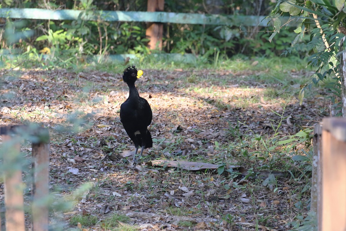 Great Curassow - ML617219881