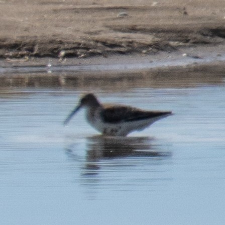 Dunlin - ML617219900