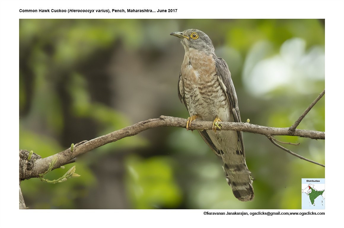 Common Hawk-Cuckoo - ML617219909