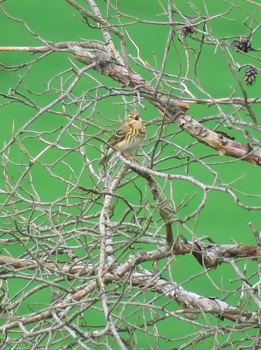 Tree Pipit - ML617219911