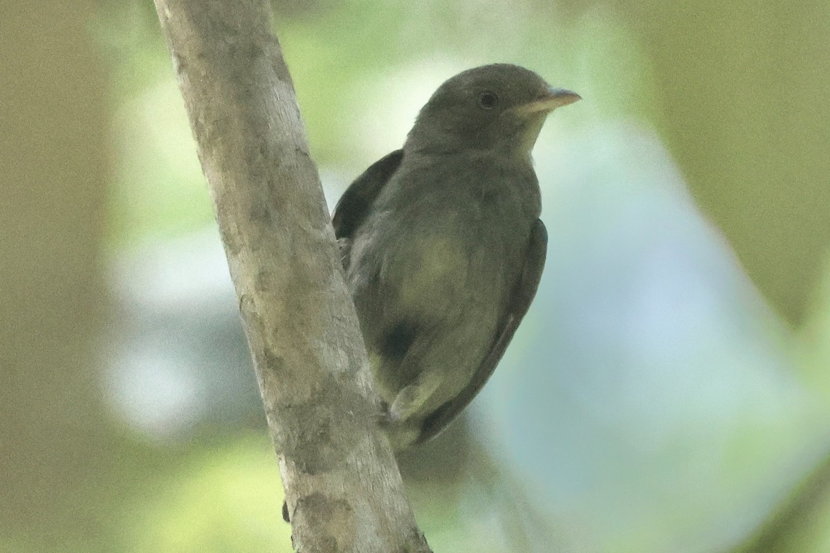Red-capped Manakin - ML617220015
