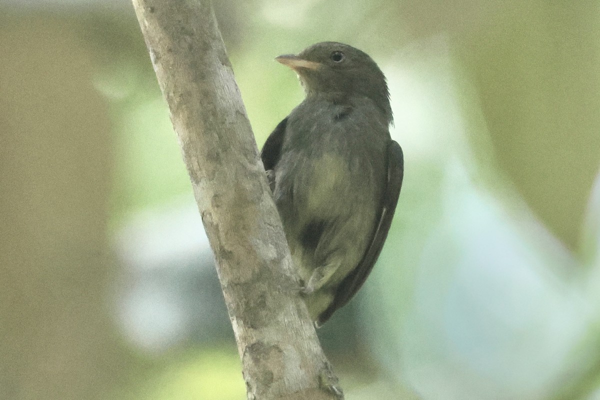 Red-capped Manakin - ML617220016