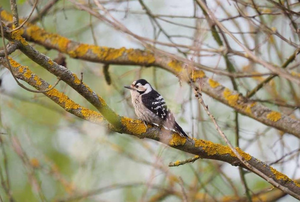 Lesser Spotted Woodpecker - ML617220069