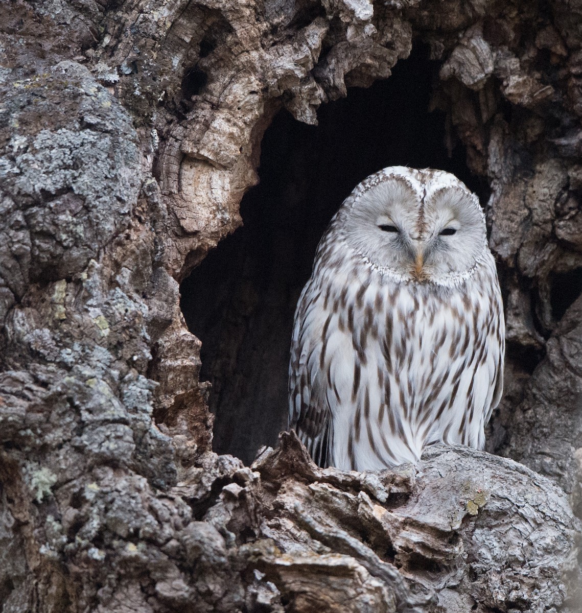 Ural Owl - ML61722011