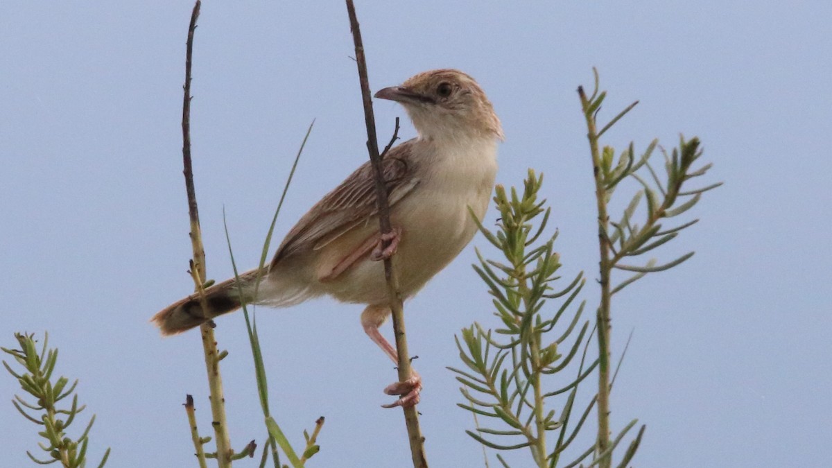 Ashy Cisticola - ML617220136