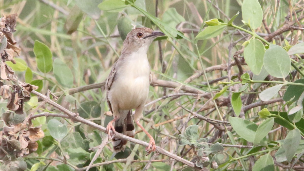 Ashy Cisticola - ML617220137