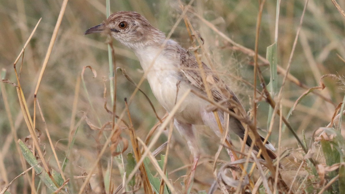 Ashy Cisticola - ML617220144