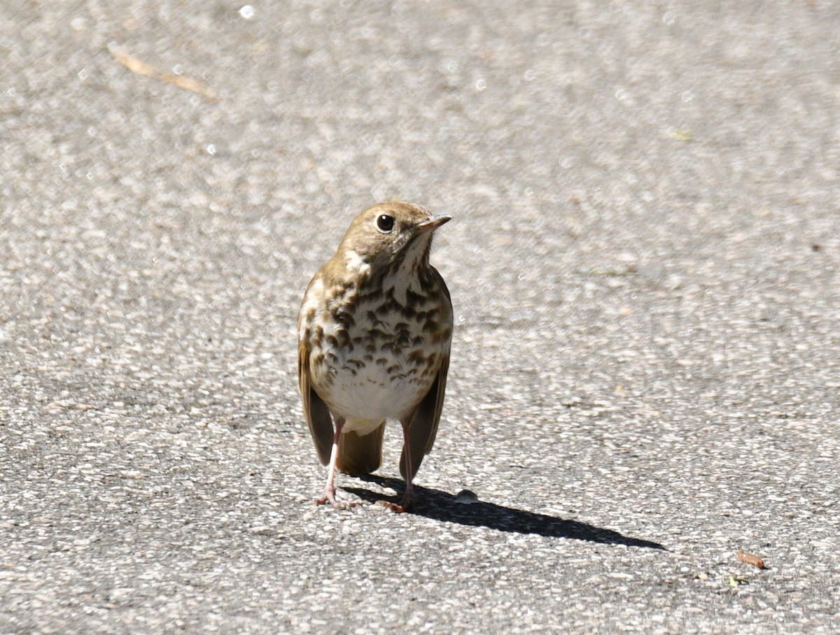 Hermit Thrush - ML617220182