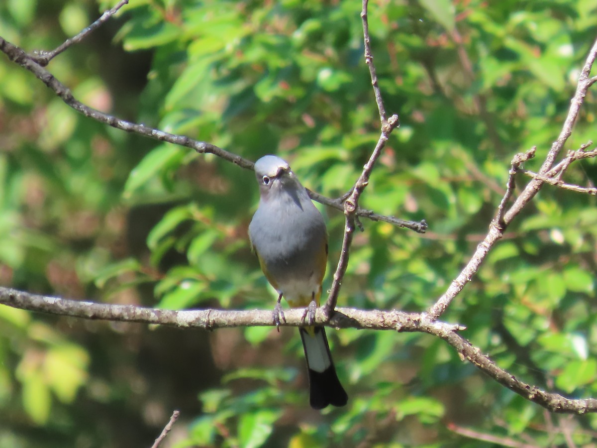 Gray Silky-flycatcher - ML617220185