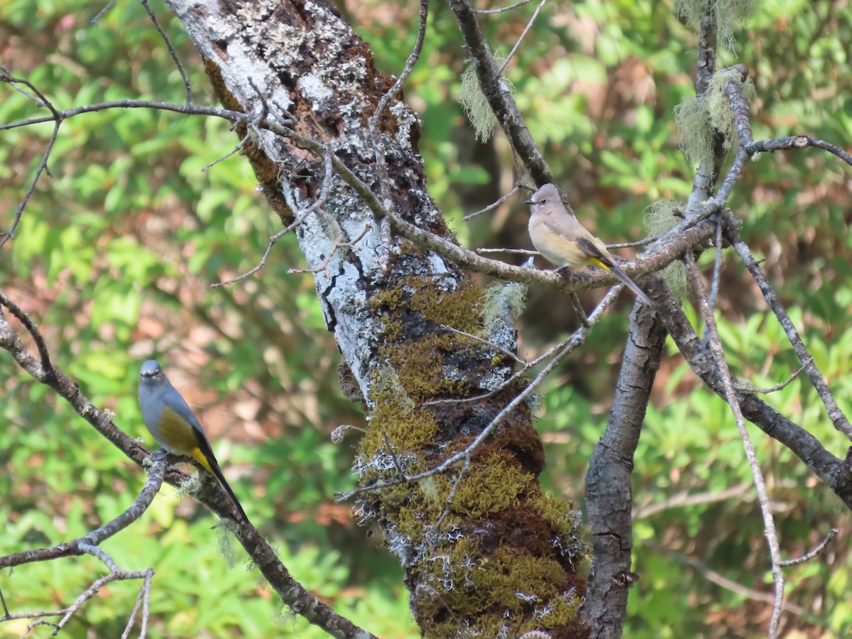 Gray Silky-flycatcher - ML617220186