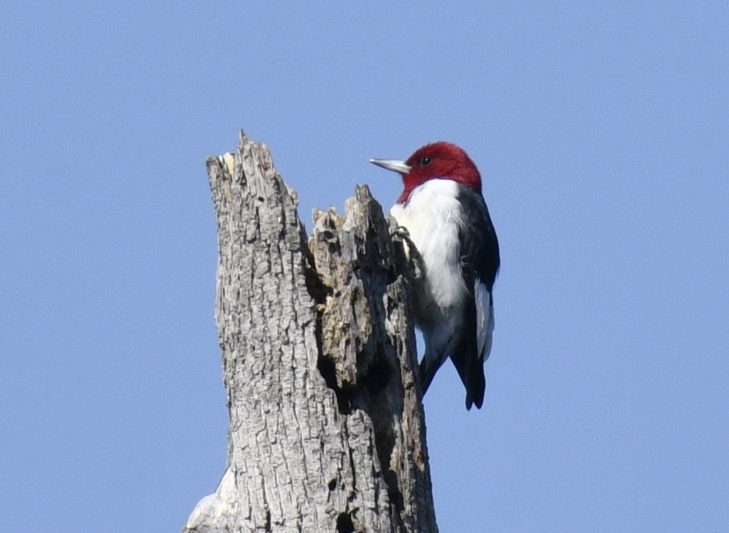 Red-headed Woodpecker - ML617220210