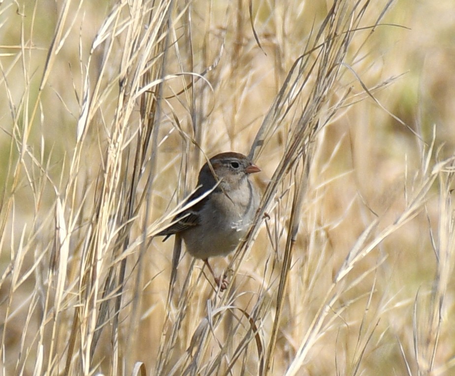 Field Sparrow - ML617220243