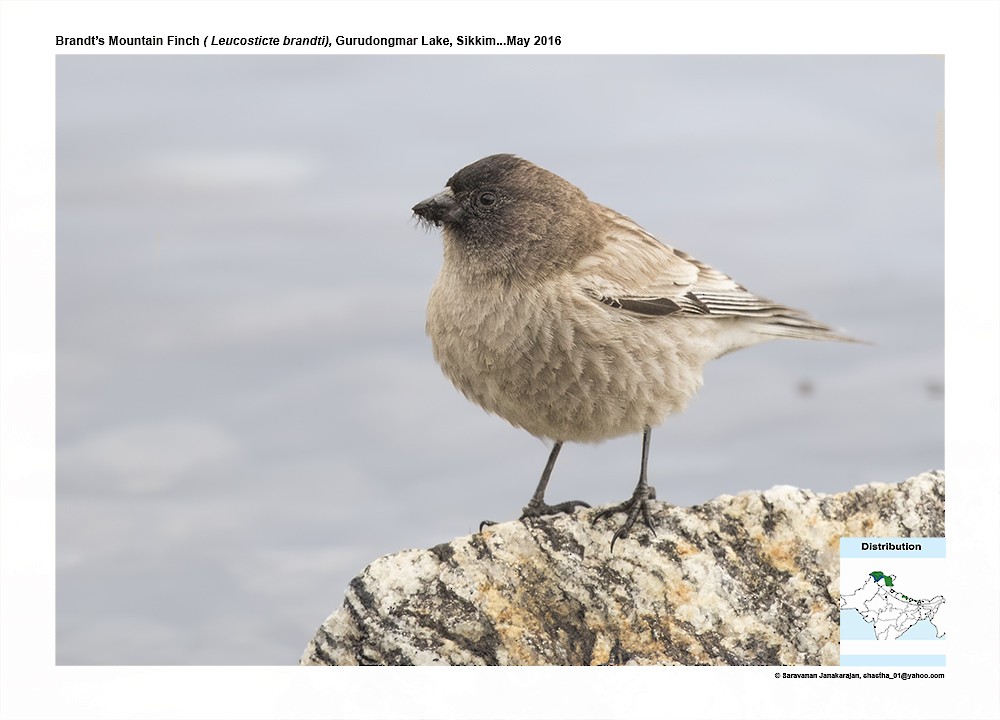 Black-headed Mountain Finch - ML617220287