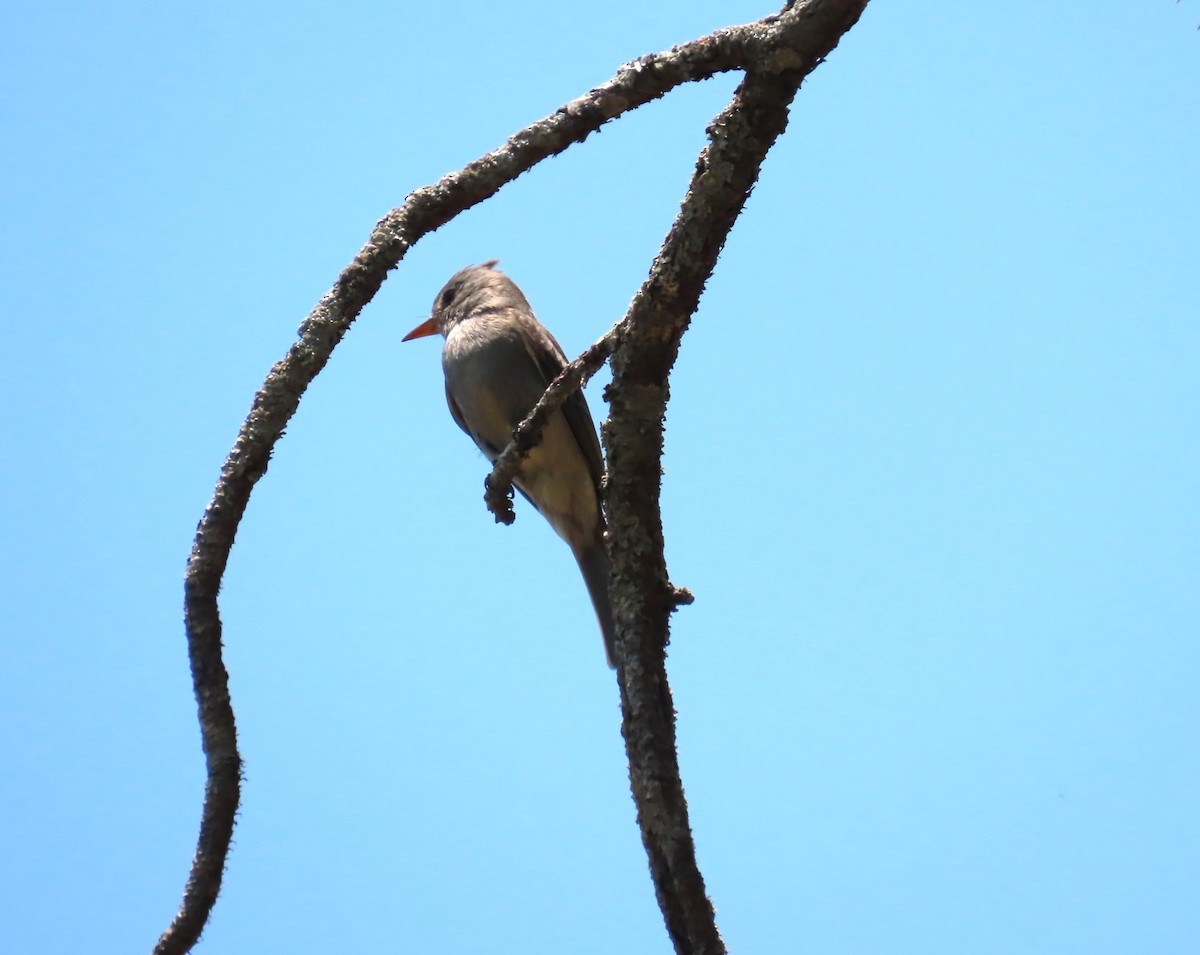 Greater Pewee - ML617220323