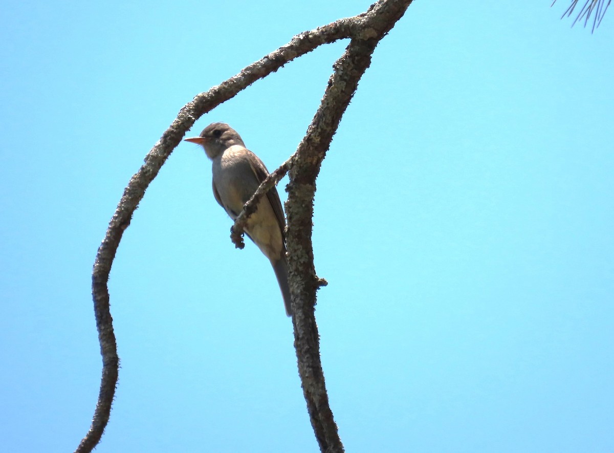 Greater Pewee - ML617220324