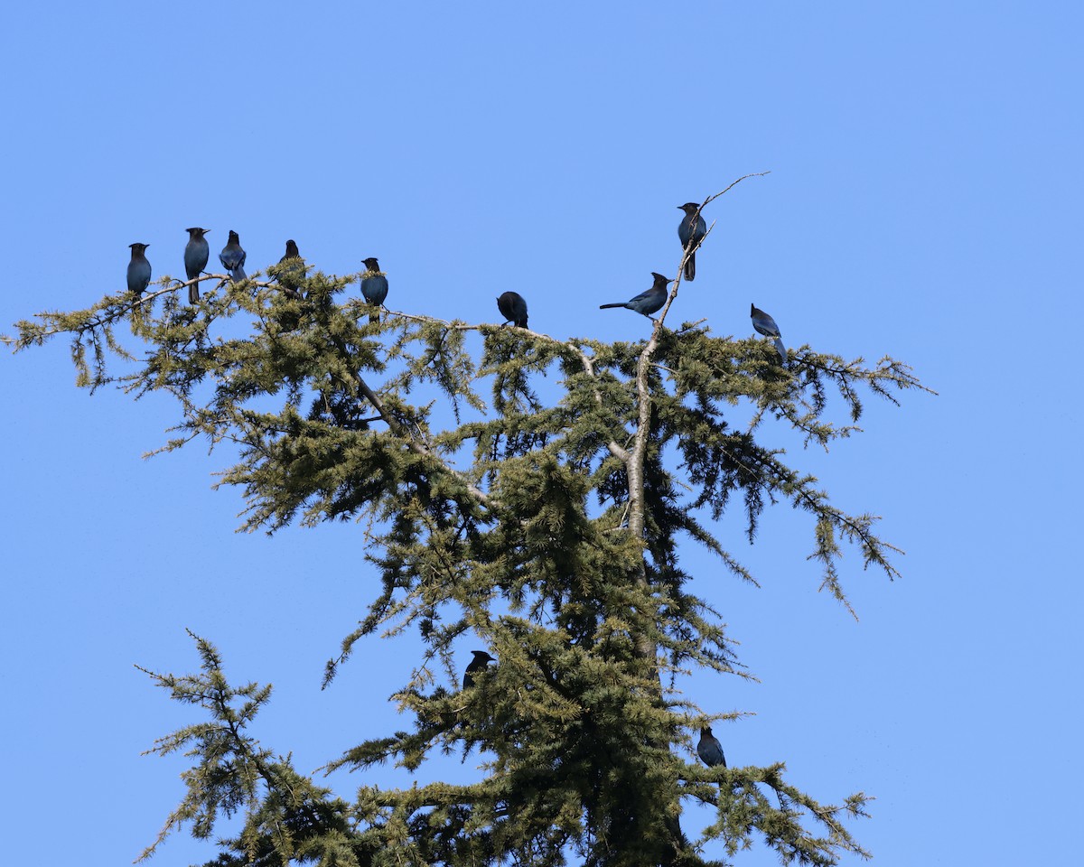 Steller's Jay - Doug Cooper