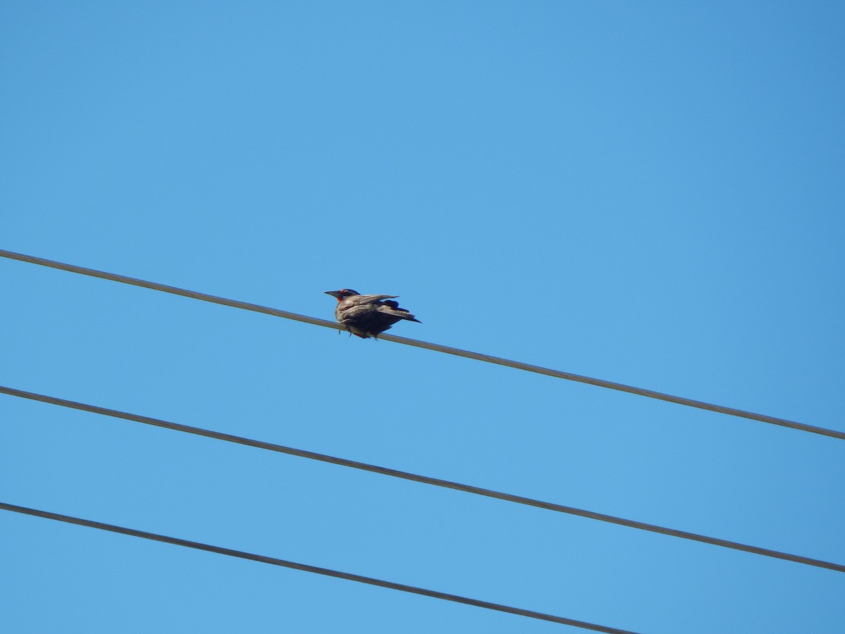 Long-tailed Meadowlark - Tiziano Luka