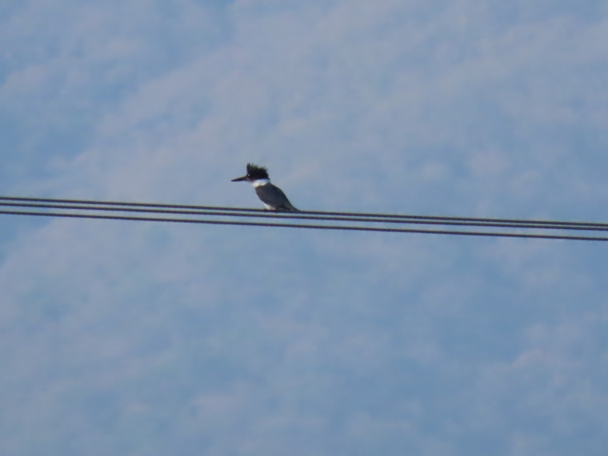 Belted Kingfisher - ML617220405