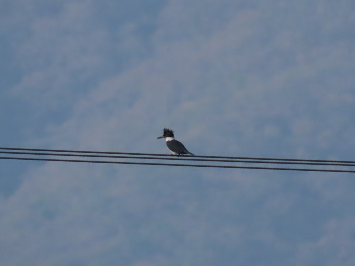 Belted Kingfisher - ML617220406
