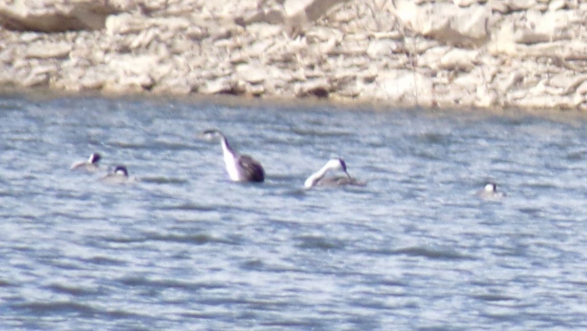 Western/Clark's Grebe - ML617220416