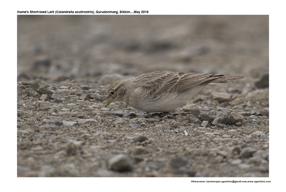 Hume's Lark - ML617220432