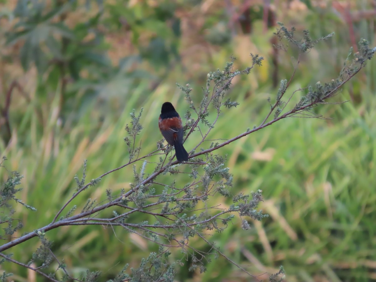 Orchard Oriole - Marion McConnell