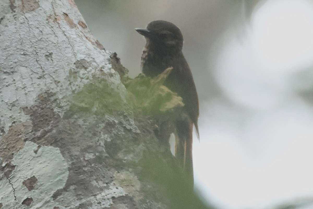 Wedge-billed Woodcreeper - ML617220524