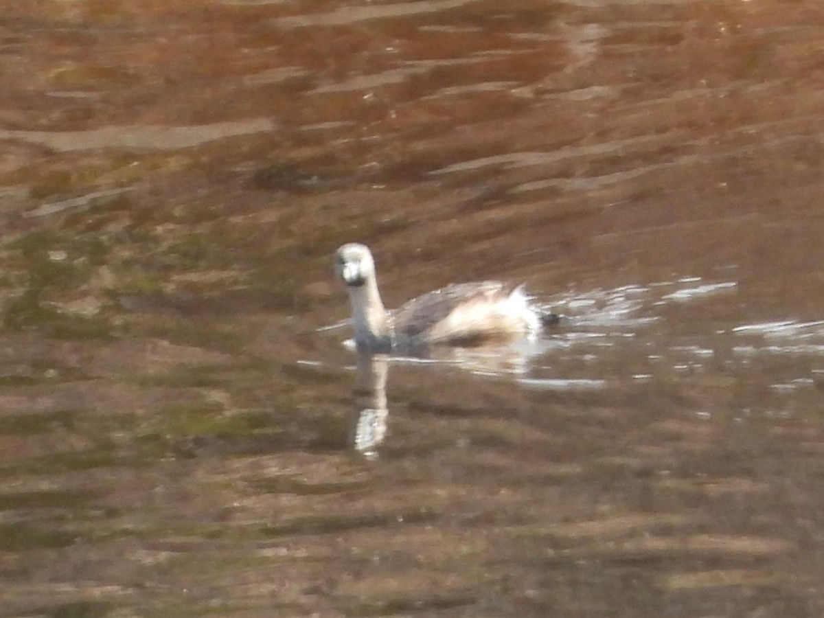 Pied-billed Grebe - ML617220527