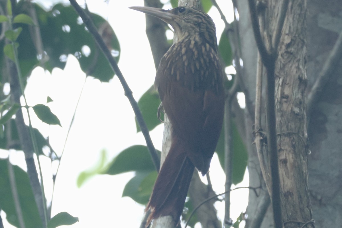 Ivory-billed Woodcreeper - ML617220552