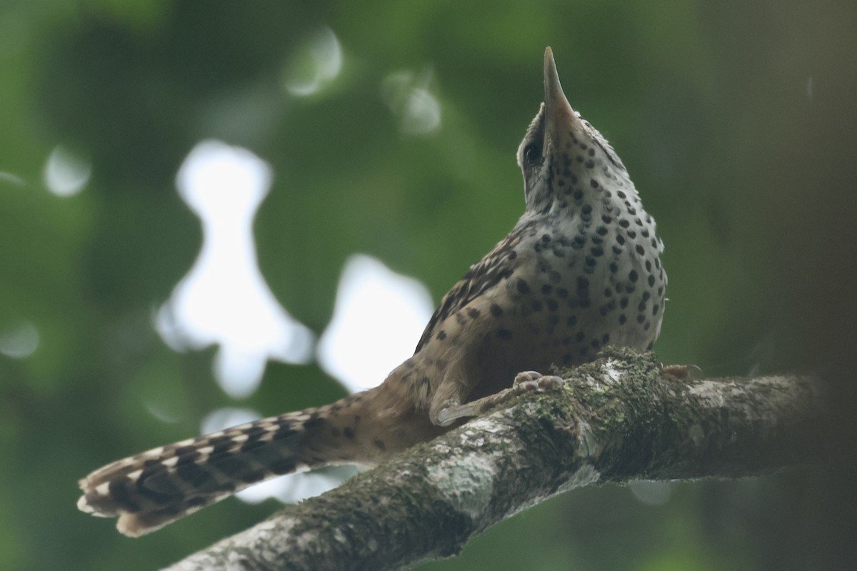 Band-backed Wren - ML617220576