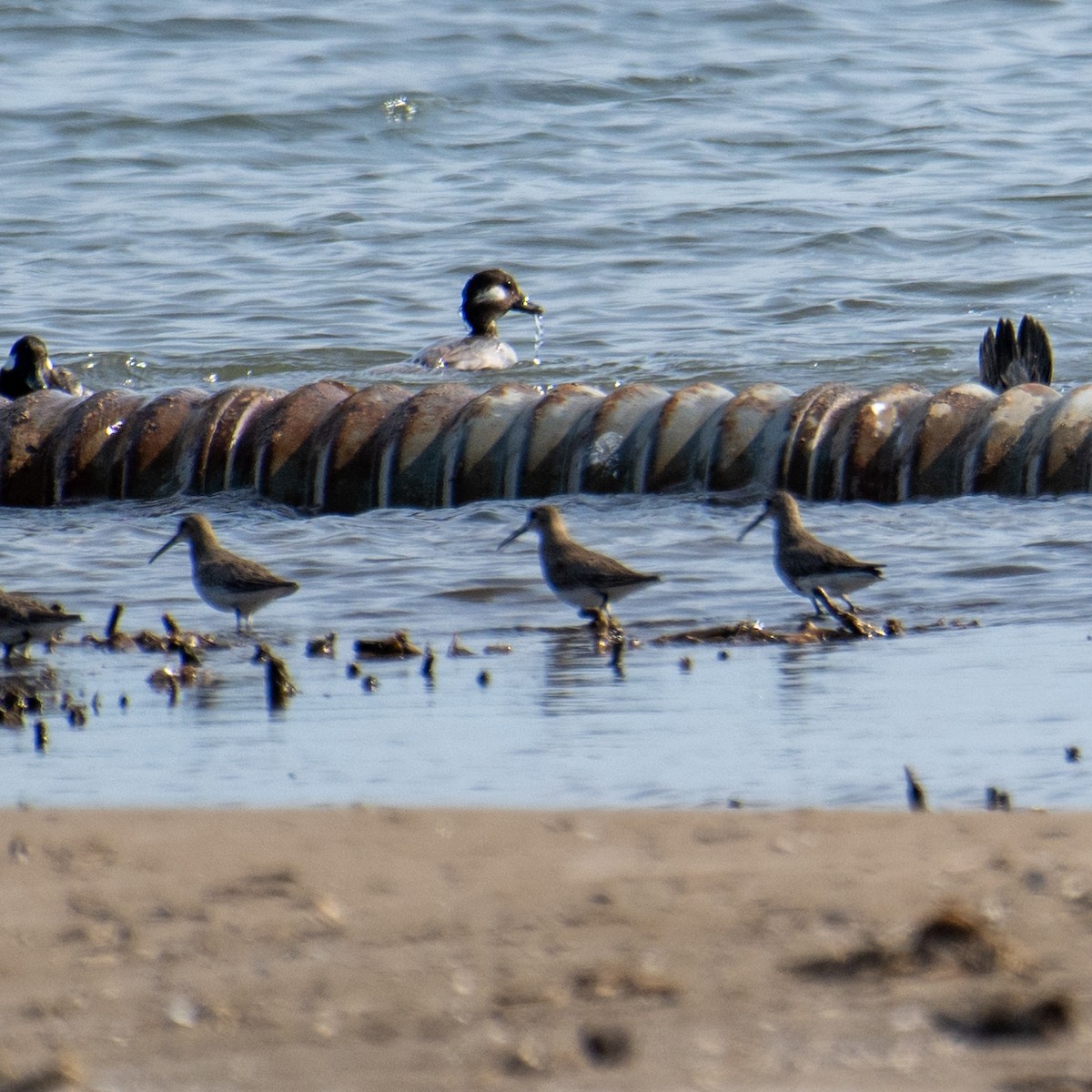 Dunlin - ML617220584