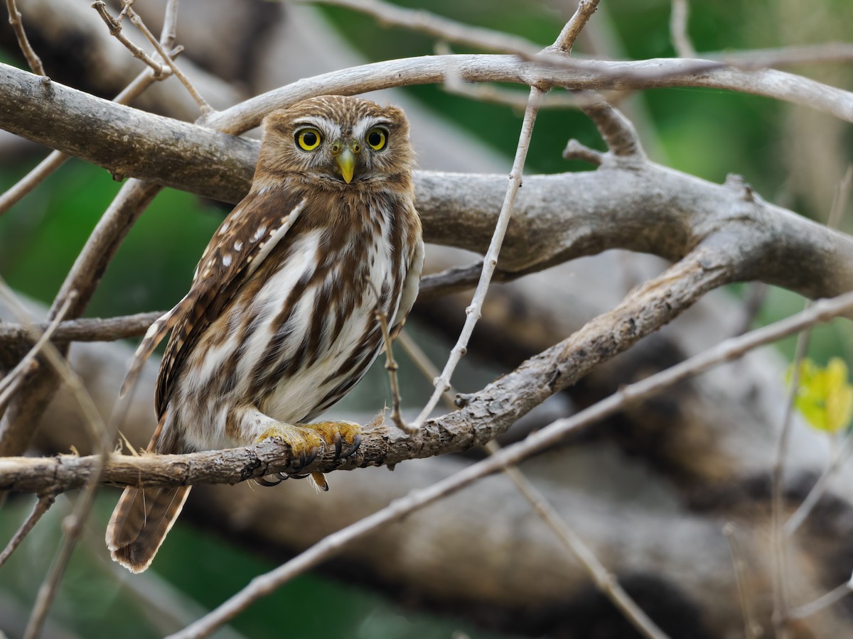 Ferruginous Pygmy-Owl (Ferruginous) - Nick Athanas
