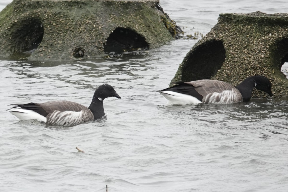 Brant - ML617220612