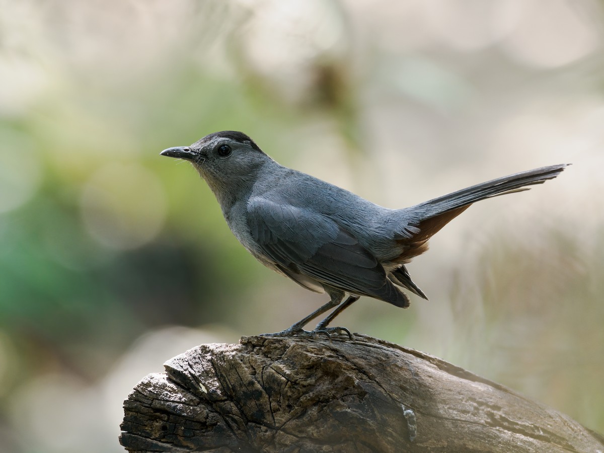 Gray Catbird - ML617220661