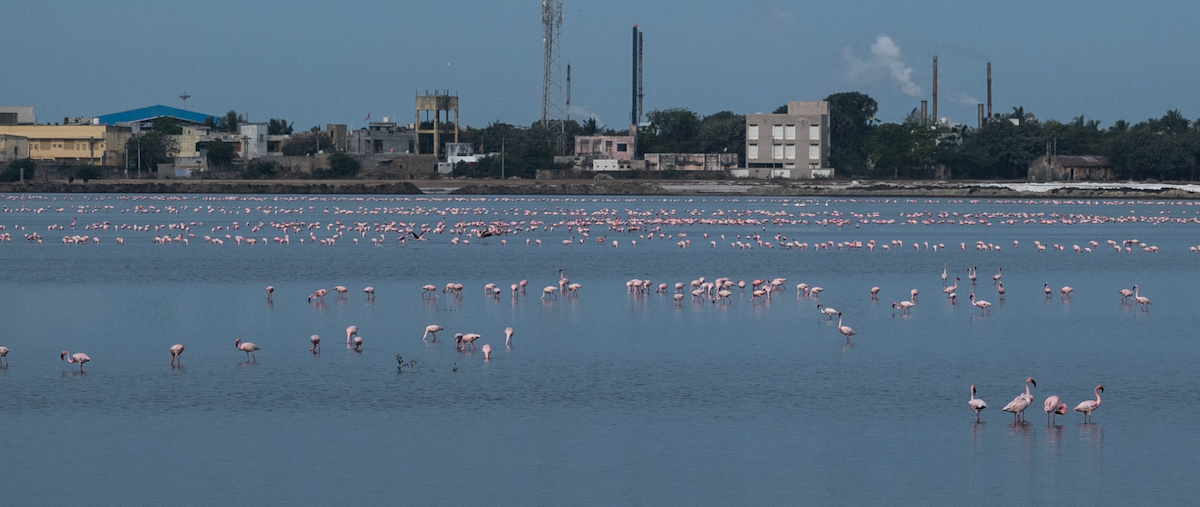 Lesser Flamingo - ML617220702