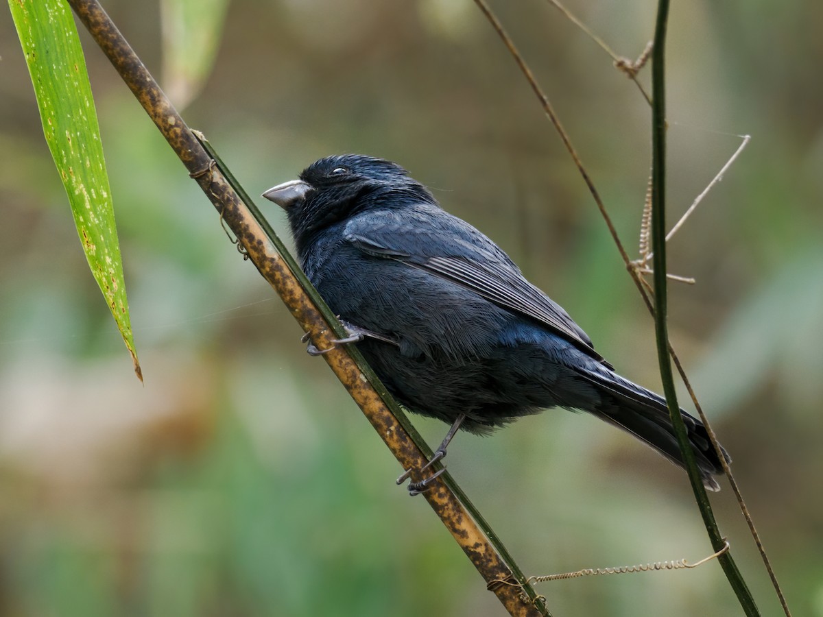 Blue Seedeater (Blue) - ML617220707