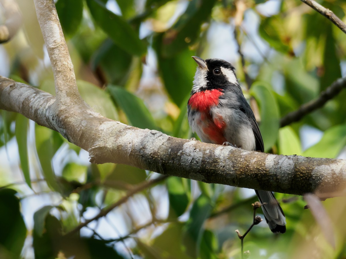 Red-breasted Chat (Red-breasted) - ML617220755